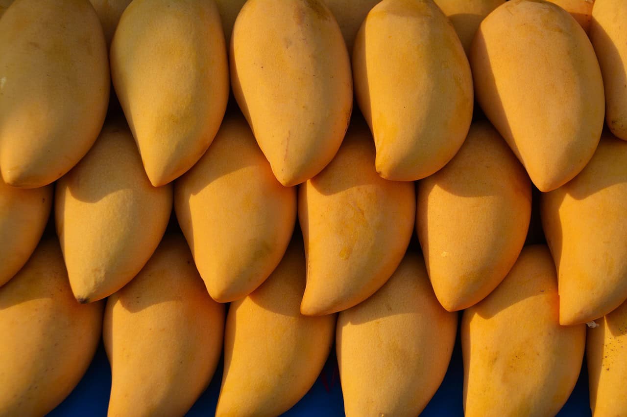 mangoes taqat
